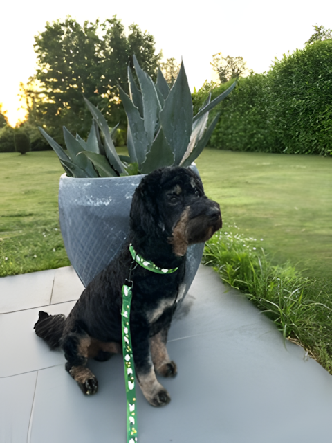 Laisse pour chien — Motifs originaux