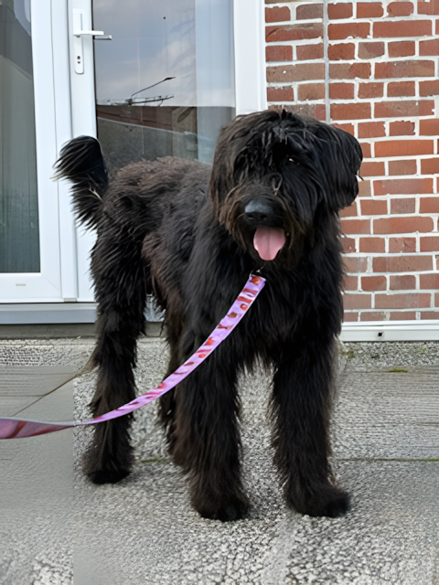 Laisse pour chien — Motifs originaux