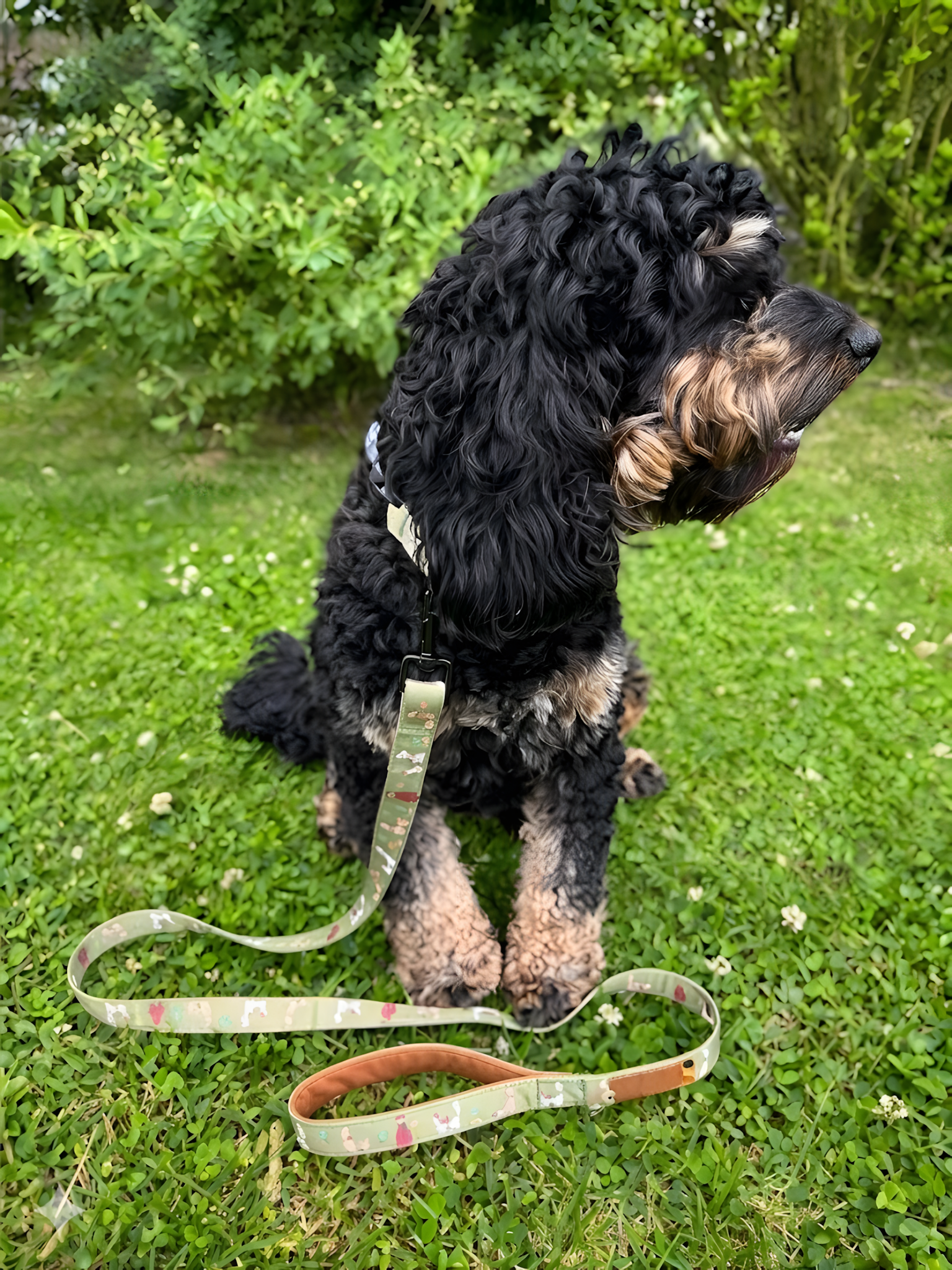 Laisse pour chien — Motifs originaux