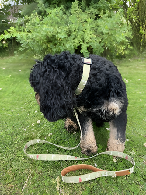 Laisse pour chien — Motifs originaux