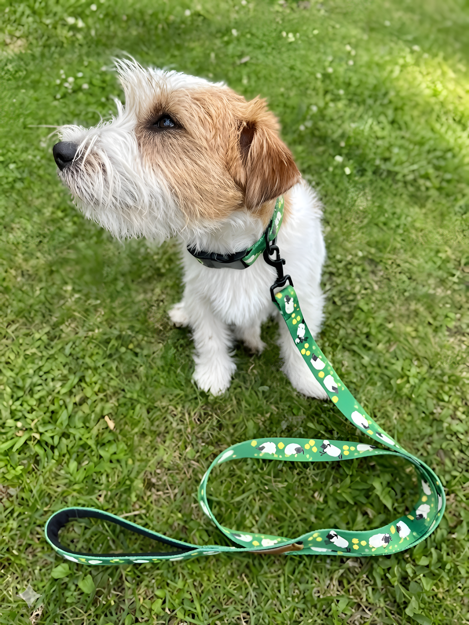 Laisse pour chien — Motifs originaux