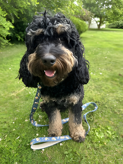 Laisse pour chien — Motifs originaux