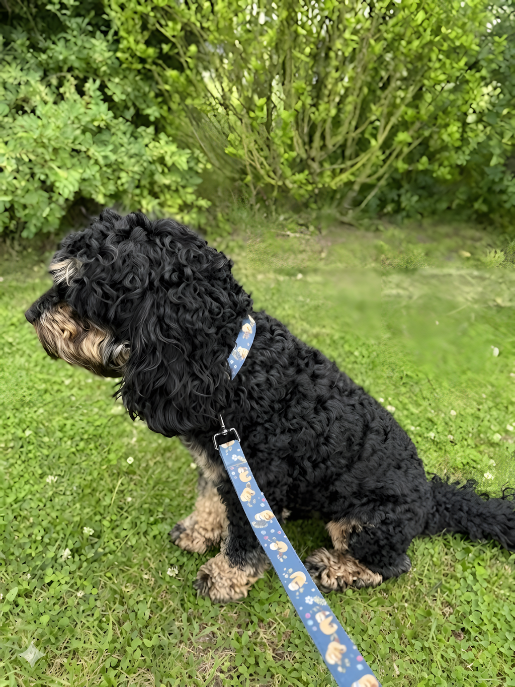 Laisse pour chien — Motifs originaux